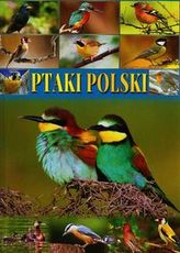 Ptaki Polski