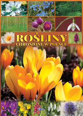 Rośliny chronione w Polsce
