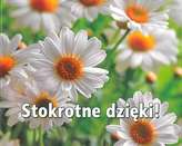 PEREŁKA 263 STOKROTNE DZIĘKI EDYCJA ŚW.  9788377975947