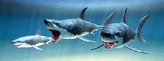 Záložka - Úžaska - Žraloci
