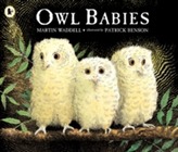  Owl Babies