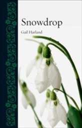  Snowdrop