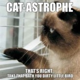  Cat-Astrophe