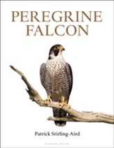  Peregrine Falcon
