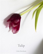  Tulip