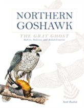  Northern Goshawk, the Gray Ghost
