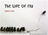 The Life of Fly