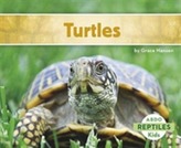  Turtles