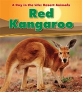  Red Kangaroo