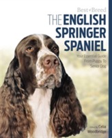  English Springer Spaniel Best of Breed