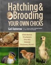  Hatching and Brooding Your Own Chicks