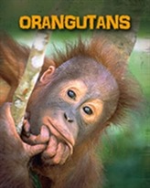  Orangutans