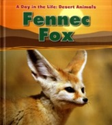  Fennec Fox