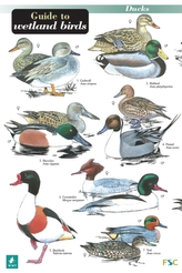 A Guide to Wetland Birds