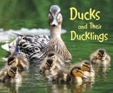  Ducks and Their Ducklings