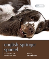  English Springer Spaniel: Dog Expert