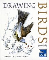  Drawing Birds