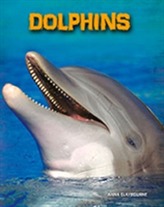  Dolphins
