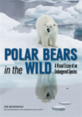  Polar Bears In The Wild