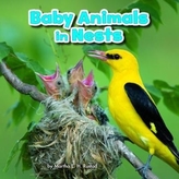  Baby Animals in Nests