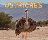  Ostriches