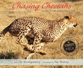  Chasing Cheetahs
