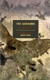 The Goshawk