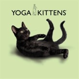  Yoga Kittens