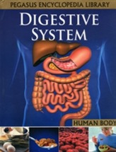  Digestive System