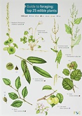  Guide to Foraging: Top 25 Edible Plants