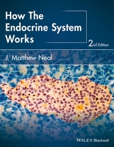  How the Endocrine System Works