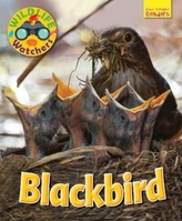  Wildlife Watchers: Blackbird