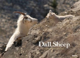  Dall Sheep