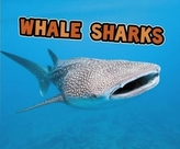  Whale Sharks