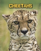  Cheetahs
