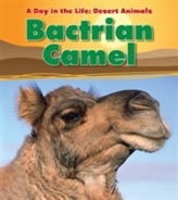  Bactrian Camel