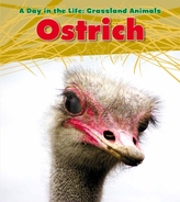  Ostrich