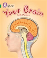  Your Brain