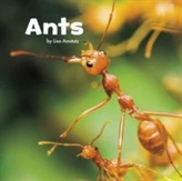  Ants