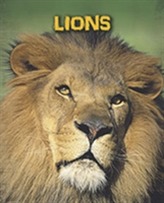  Lions