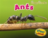  Ants