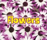  All About Flowers