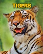  Tigers