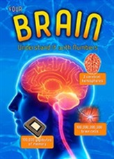  Your Brain
