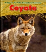  Coyote
