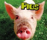  Pigs