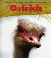  Ostrich