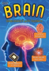  Your Brain