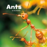  Ants