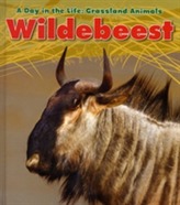  Wildebeest